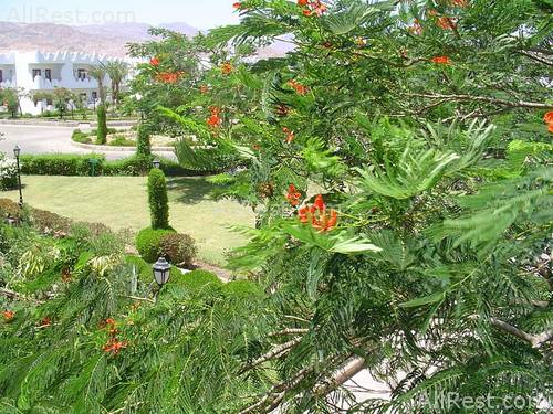 Swiss Inn Golden Beach 4